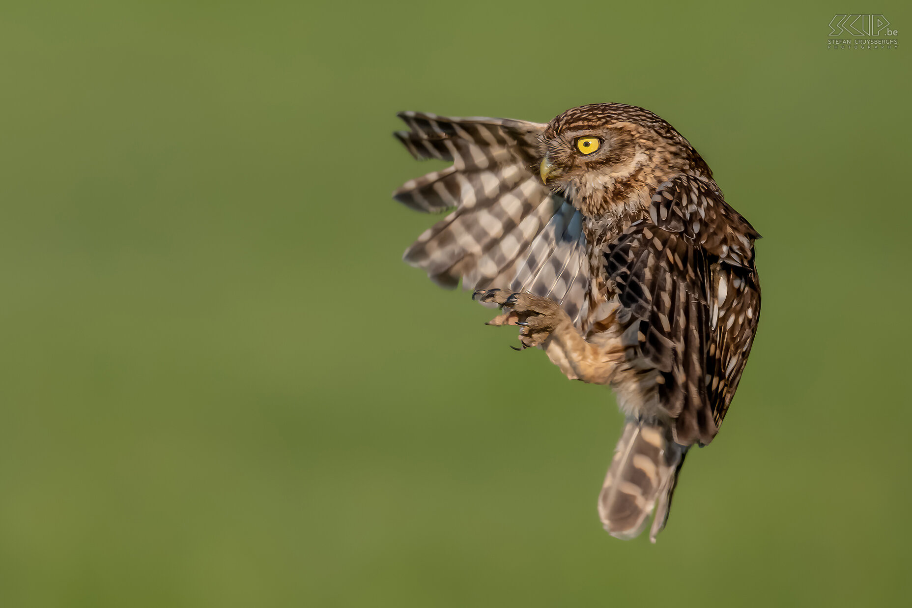 Little owl Little owl ./ Athene noctua Stefan Cruysberghs